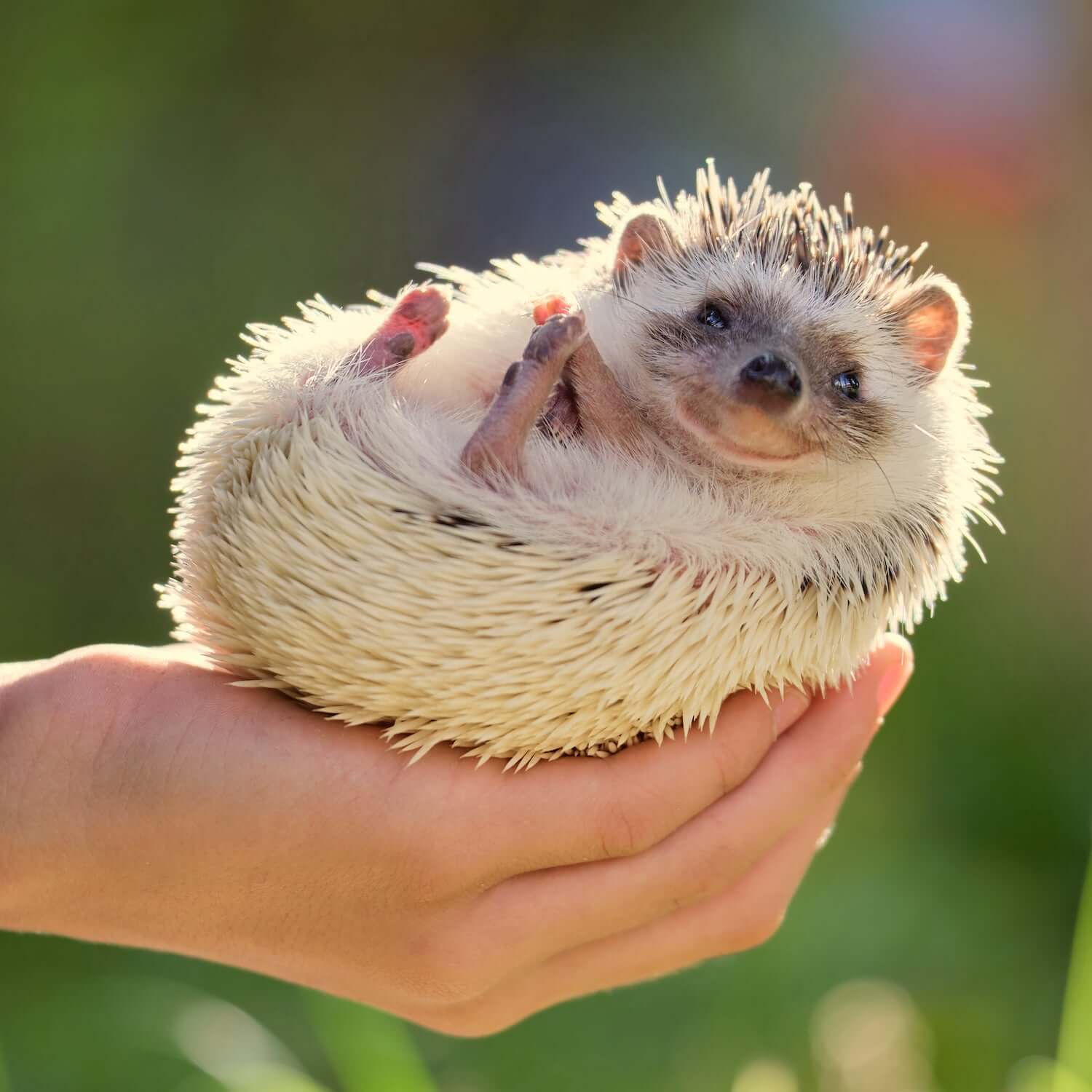 Human holding a Hedgehog